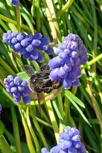 <i>Osmia</i>