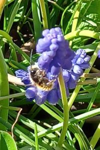 <i>Osmia</i>