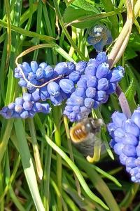<i>Osmia</i>