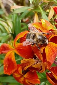 <i>Anthophora plumipes</i>
