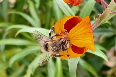 <i>Anthophora plumipes</i>