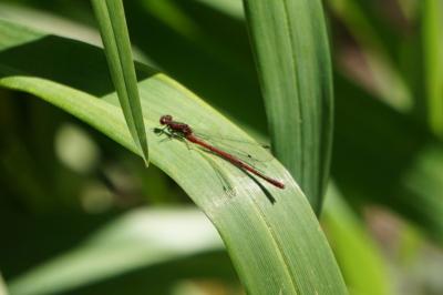 <i>Pyrrhosoma nymphula</i>
