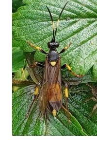 <i>Ichneumon stramentarius</i>