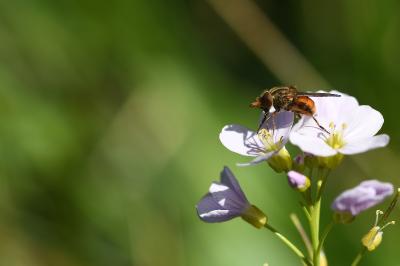 <i>Rhingia campestris</i>
