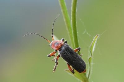 <i>Cantharis rustica</i>