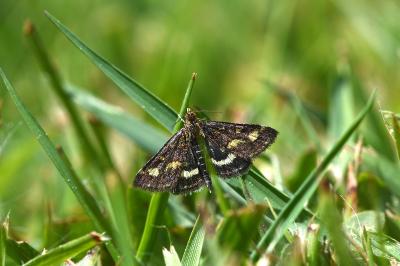<i>Pyrausta purpuralis</i>