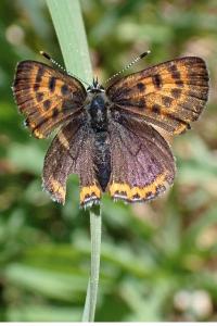 <i>Lycaena helle</i>