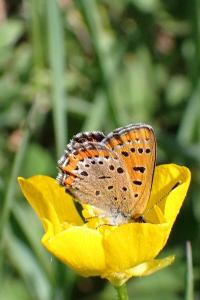<i>Lycaena helle</i>