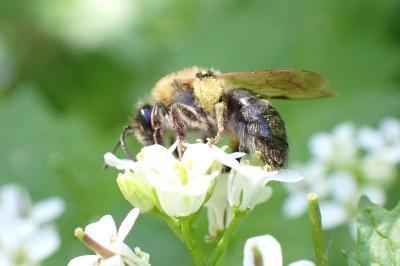 <i>Andrena nitida</i>