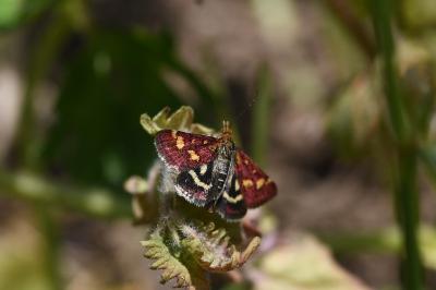 <i>Pyrausta purpuralis</i>