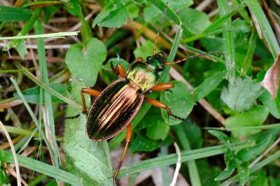 <i>Carabus auratus</i>