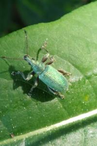 <i>Phyllobius pomaceus</i>