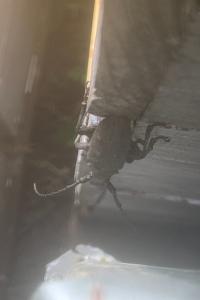 <i>Lamia textor</i>