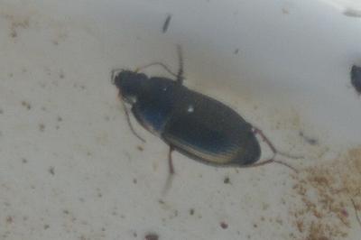 <i>Colymbetes fuscus</i>