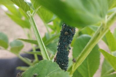 <i>Aphis sambuci</i>