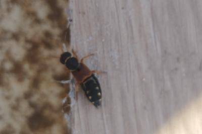 <i>Staphylinus</i>
