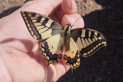 <i>Papilio machaon</i>