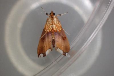 <i>Agrotera nemoralis</i>