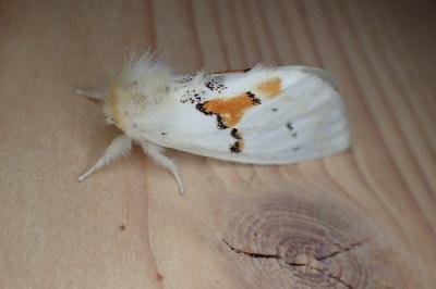 <i>Leucodonta bicoloria</i>
