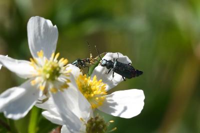 <i>Malachius bipustulatus</i>