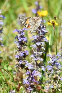 <i>Vanessa cardui</i>