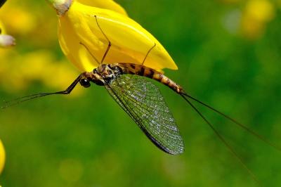<i>Epeorus assimilis</i>