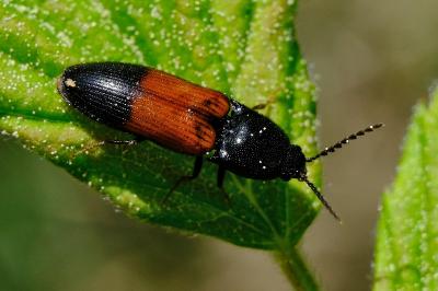 <i>Ampedus balteatus</i>