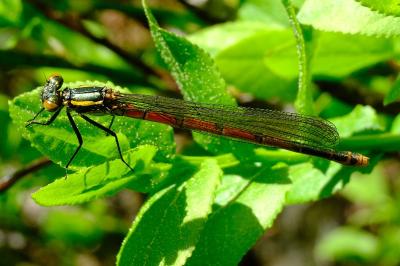 <i>Pyrrhosoma nymphula</i>