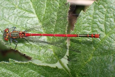 <i>Pyrrhosoma nymphula</i>