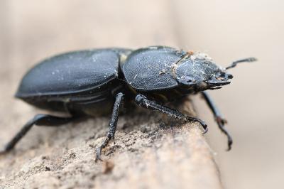 <i>Dorcus parallelipipedus</i>
