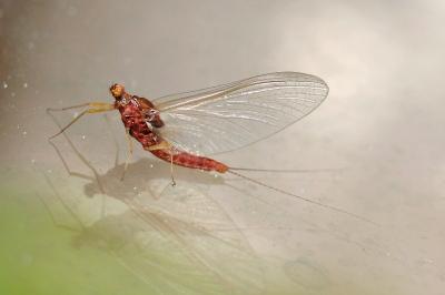 <i>Serratella ignita</i>