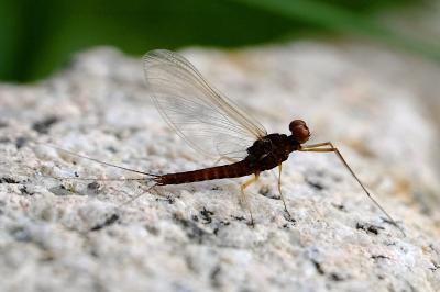 <i>Serratella ignita</i>