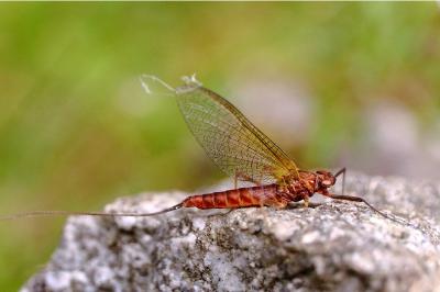 <i>Ecdyonurus venosus</i>