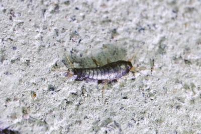 <i>Lepisma saccharina</i>