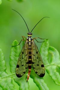<i>Panorpa germanica</i>
