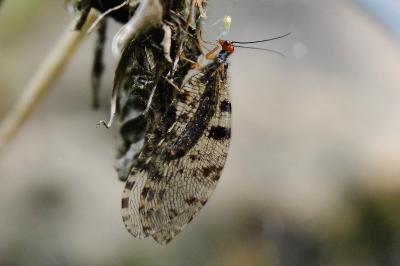 <i>Osmylus fulvicephalus</i>