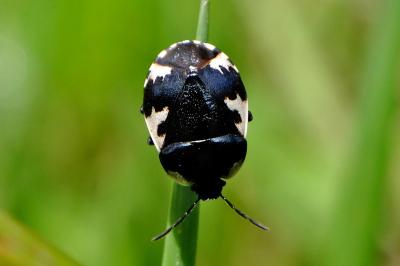 <i>Tritomegas rotundipennis</i>