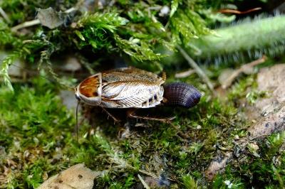 <i>Ectobius lucidus</i>