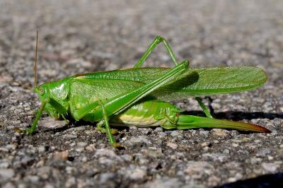 <i>Tettigonia viridissima</i>