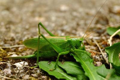 <i>Tettigonia cantans</i>