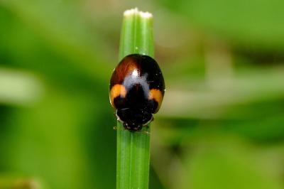 <i>Adalia decempunctata</i>