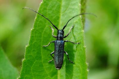 <i>Agapanthia intermedia</i>
