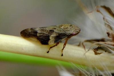 <i>Aphrophora alni</i>