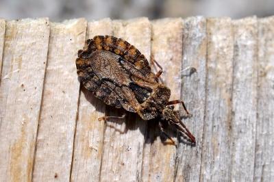 <i>Aradus conspicuus</i>