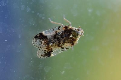<i>Cixius cunicularius</i>