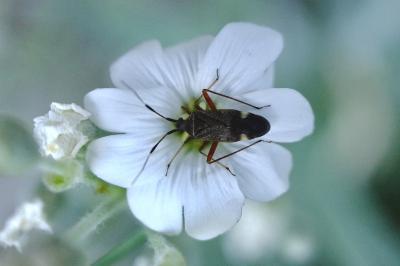 <i>Closterotomus biclavatus</i>