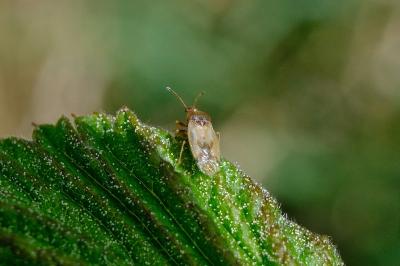 <i>Cymus aurescens</i>