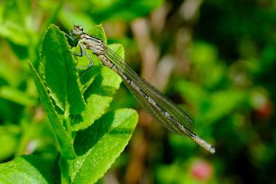 <i>Coenagrion hastulatum</i>