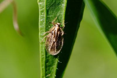 <i>Tingis reticulata</i>