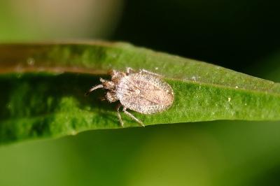 <i>Tingis reticulata</i>
